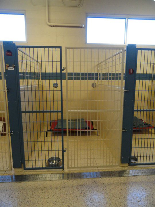 Dog Boarding