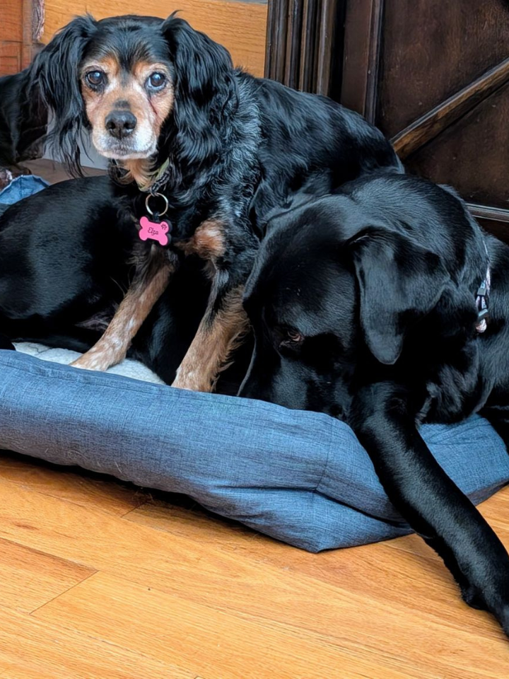 Julia, Northwest Animal Hospital team member